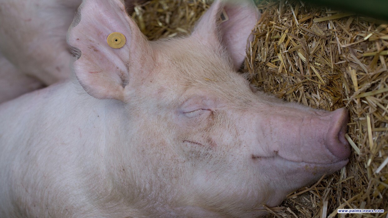 في تجربة غريبة.. علماء ينجحون في إعادة إحياء دماغ خنزير بعد ساعة من موته